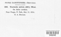 Erysiphe adunca var. adunca image
